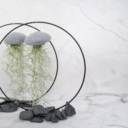 TILLANDSIA USNEOIDES - VELVET GREY online bestellen bei potflourri