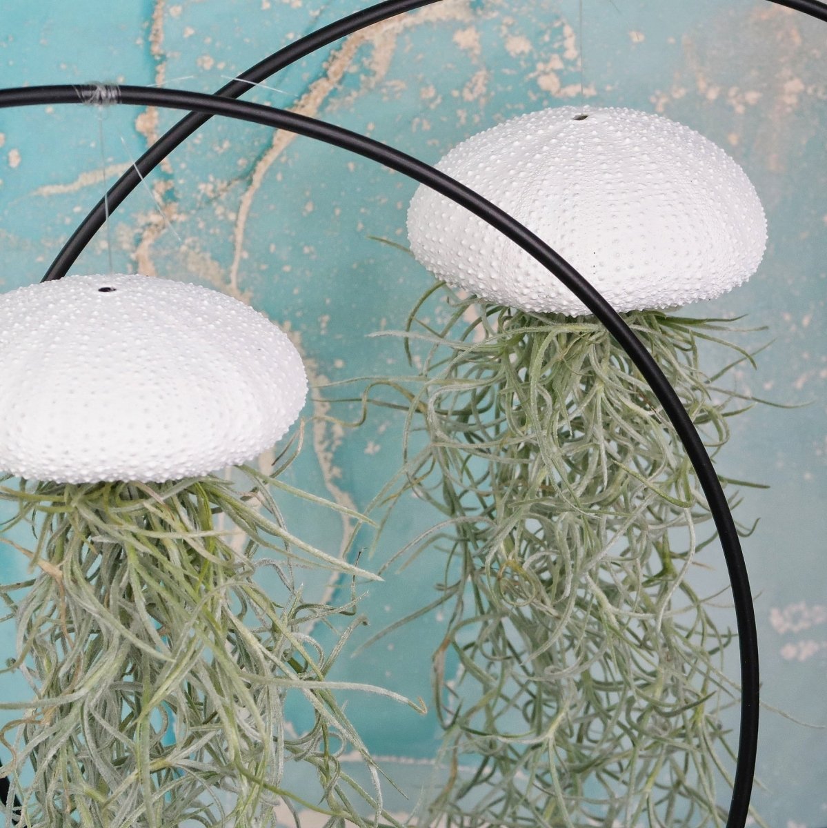 TILLANDSIA USNEOIDES - WHITE online bestellen bei potflourri