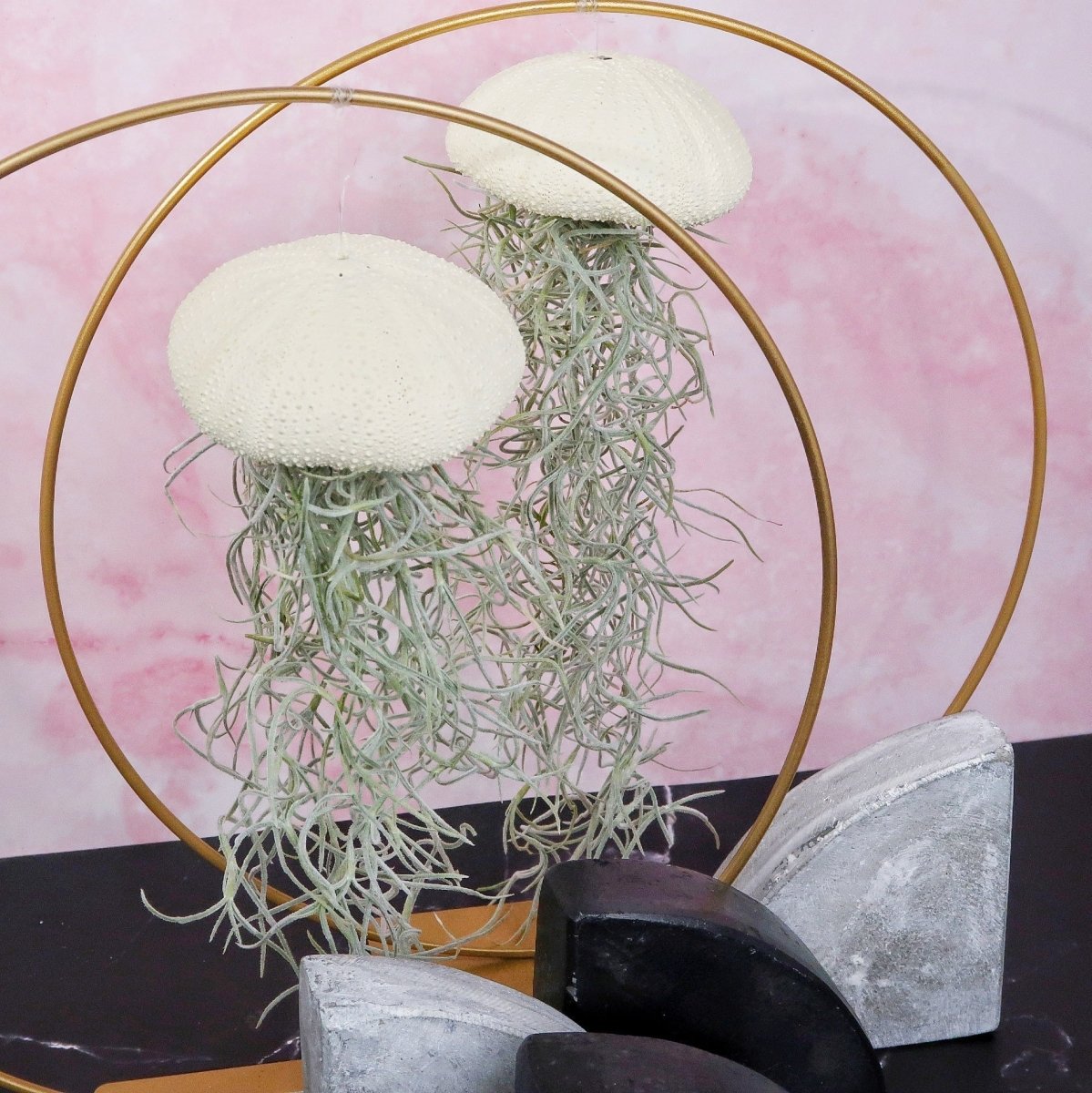 TILLANDSIA USNEOIDES - YELLOW online bestellen bei potflourri