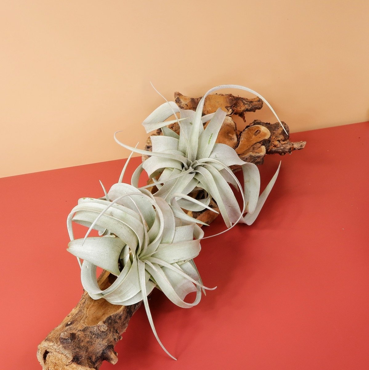 TILLANDSIA XEROGRAPHICA online bestellen bei potflourri