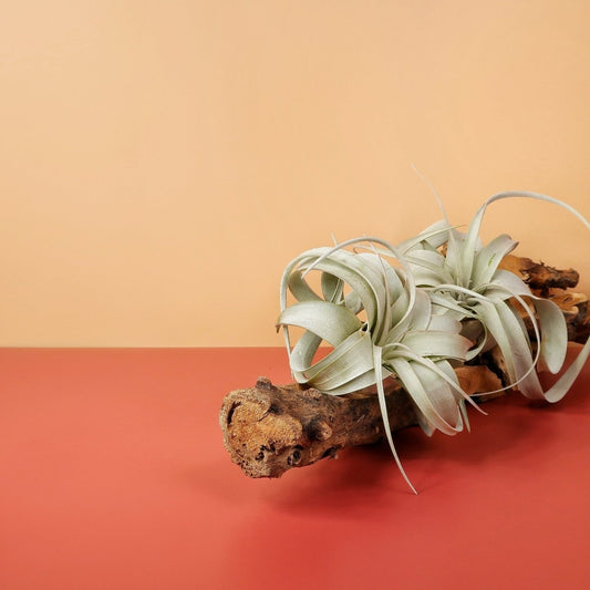 TILLANDSIA XEROGRAPHICA online bestellen bei potflourri