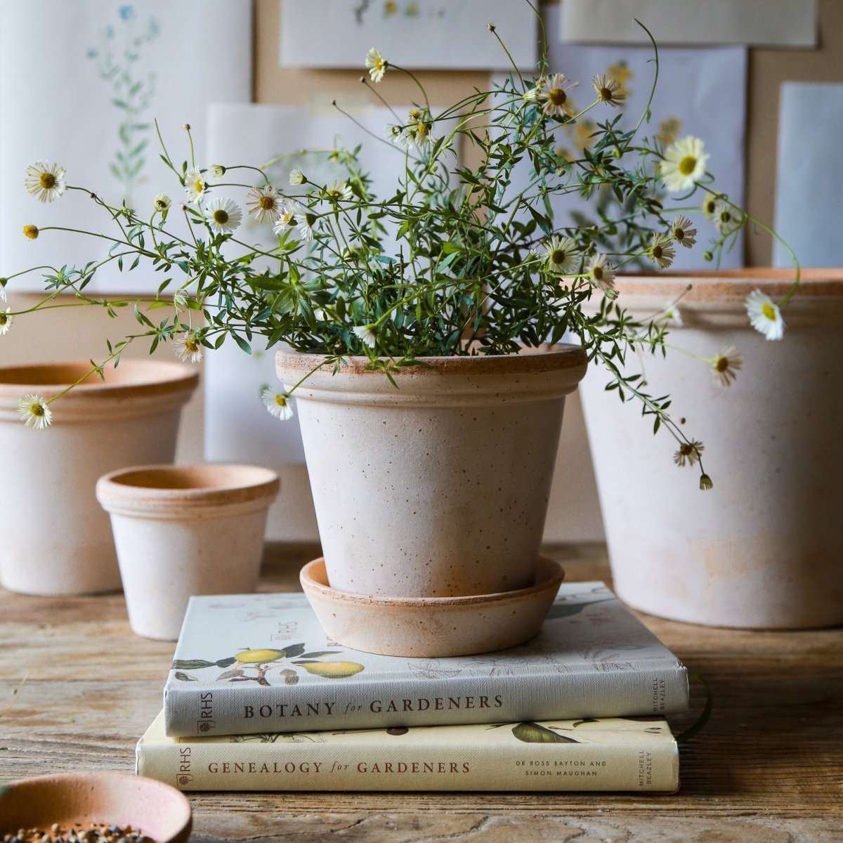 ÜBERTOPF BERGS FLORA / 10.0cm / 12.0cm online bestellen bei potflourri