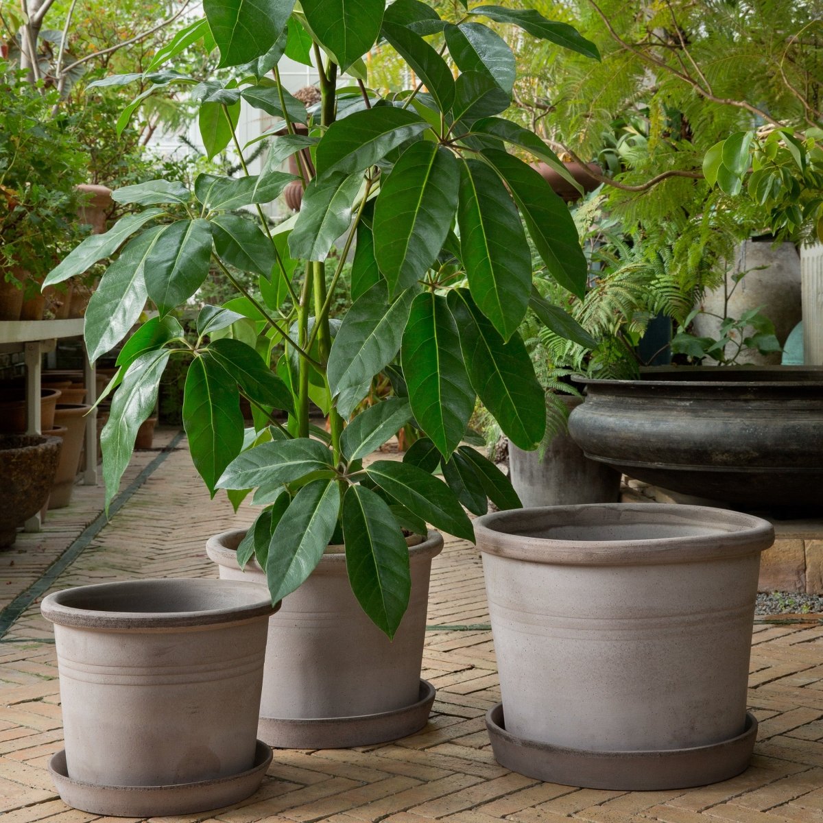 ÜBERTOPF BERGS GALESTRO online bestellen bei potflourri