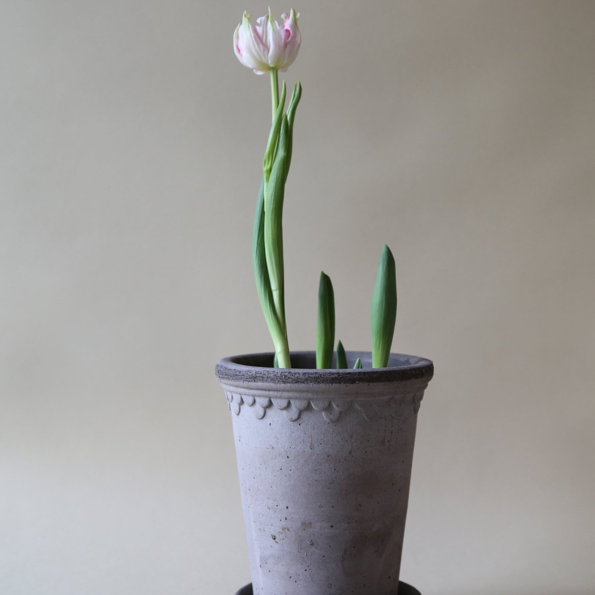 ÜBERTOPF BERGS KOPENHAGEN TALL / 10.0cm online bestellen bei potflourri