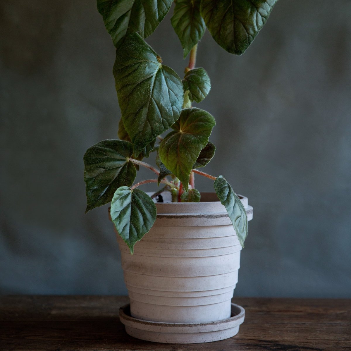 ÜBERTOPF BERGS SATURN online bestellen bei potflourri