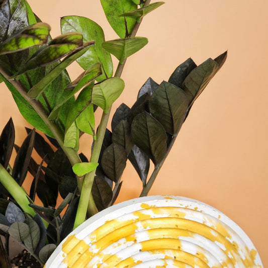 Zamioculcas Black Raven – Glücksfeder mit Farbverlauf – potflourri