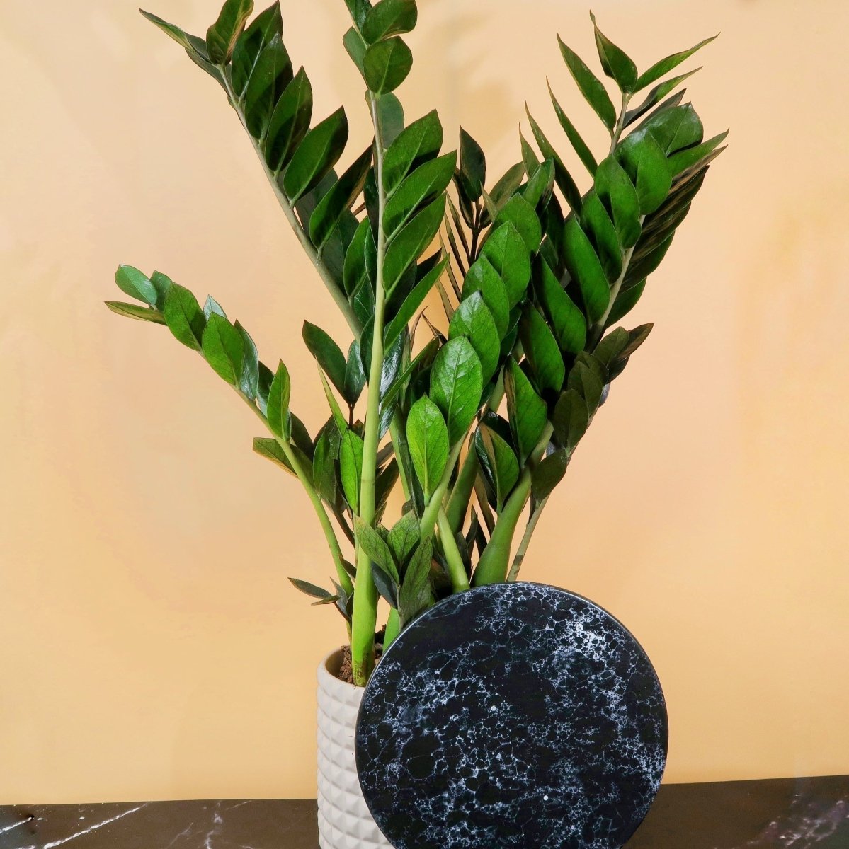 ZAMIOCULCAS SUPER NOVA online kaufen bei potflourri