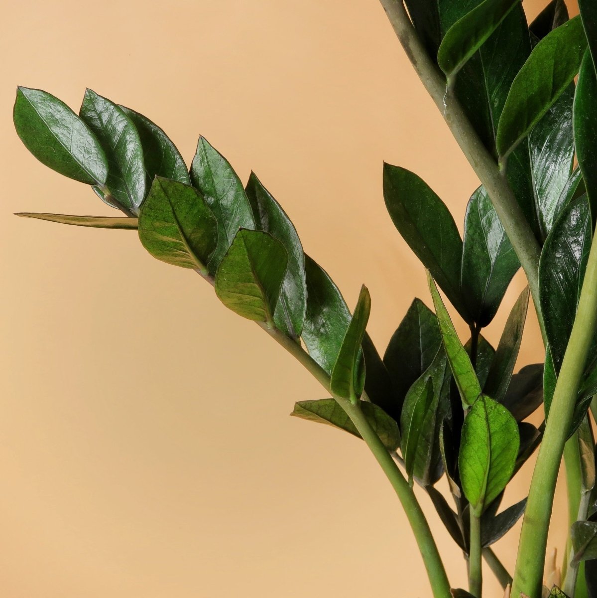 ZAMIOCULCAS SUPER NOVA online bestellen bei potflourri