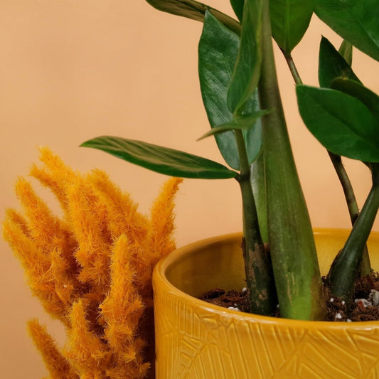 Zamioculcas Zamiifolia – Glücksfeder – potflourri