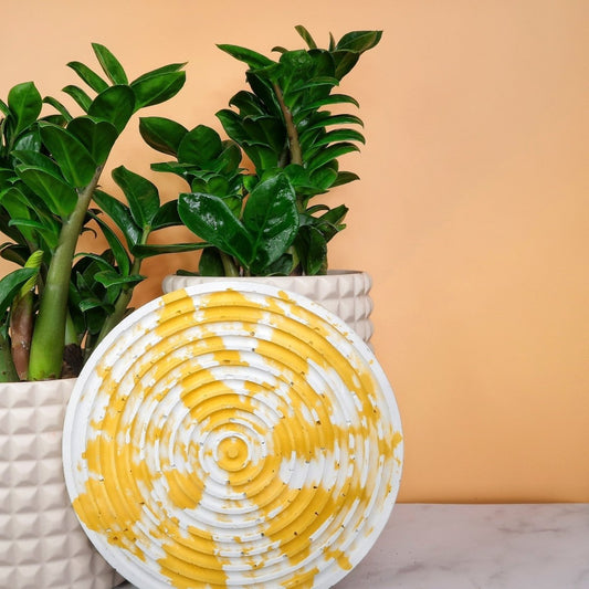 Zamioculcas Zenzi – kompakte Glücksfeder – potflourri