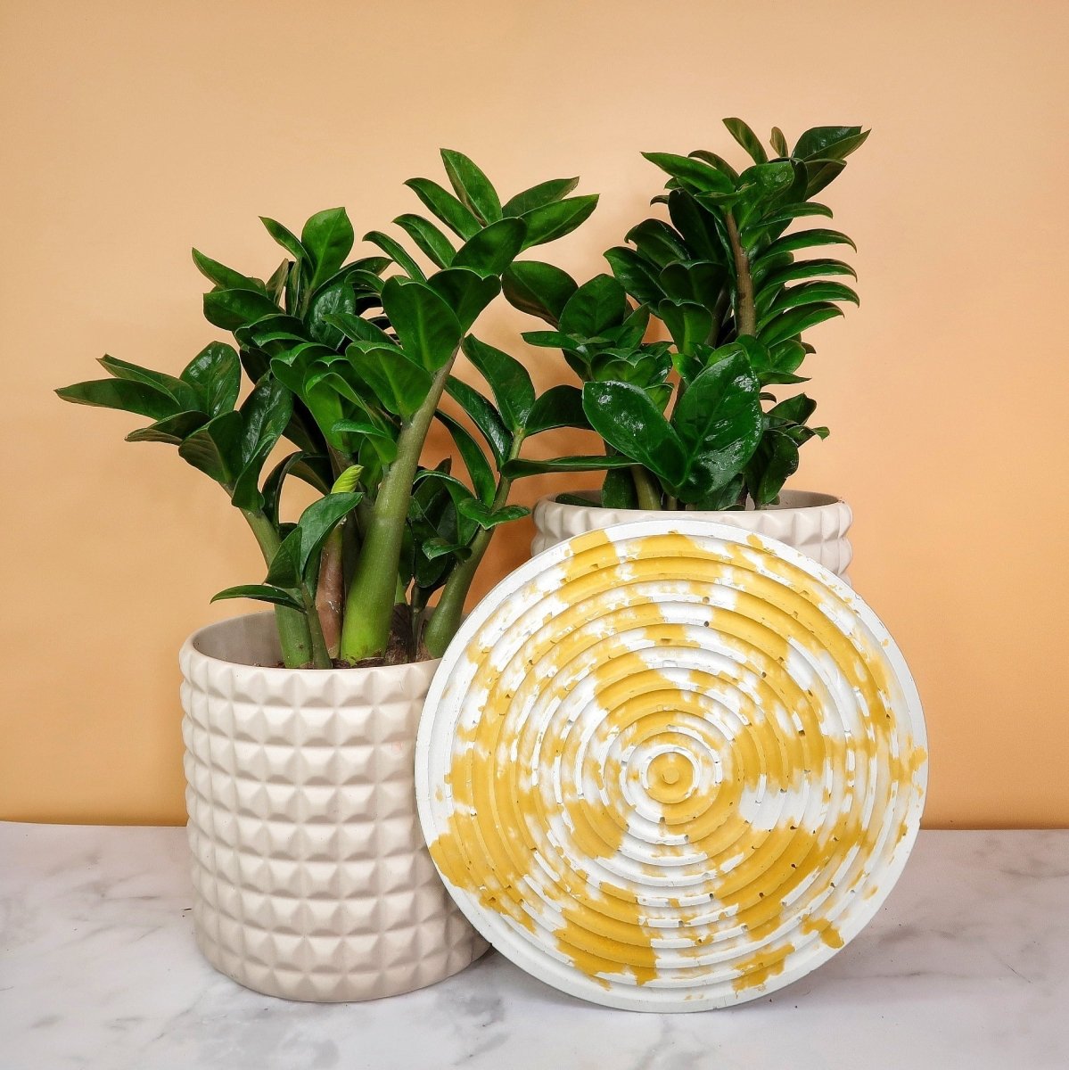 ZAMIOCULCAS ZENZI online kaufen bei potflourri