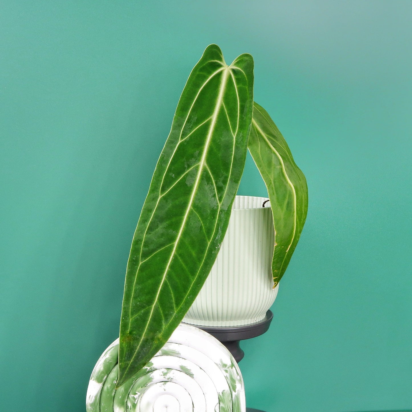 ANTHURIUM WAROCQUEANUM - potflourri