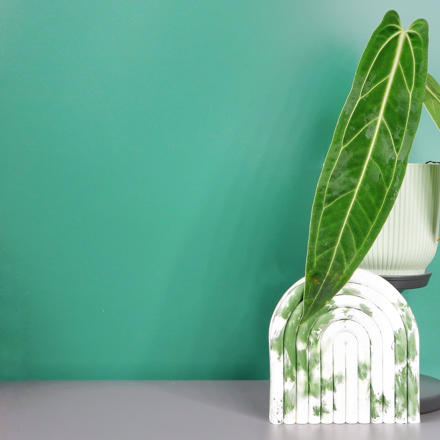 ANTHURIUM WAROCQUEANUM - potflourri