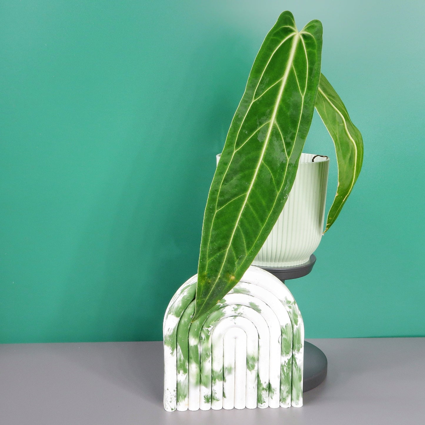 ANTHURIUM WAROCQUEANUM - potflourri
