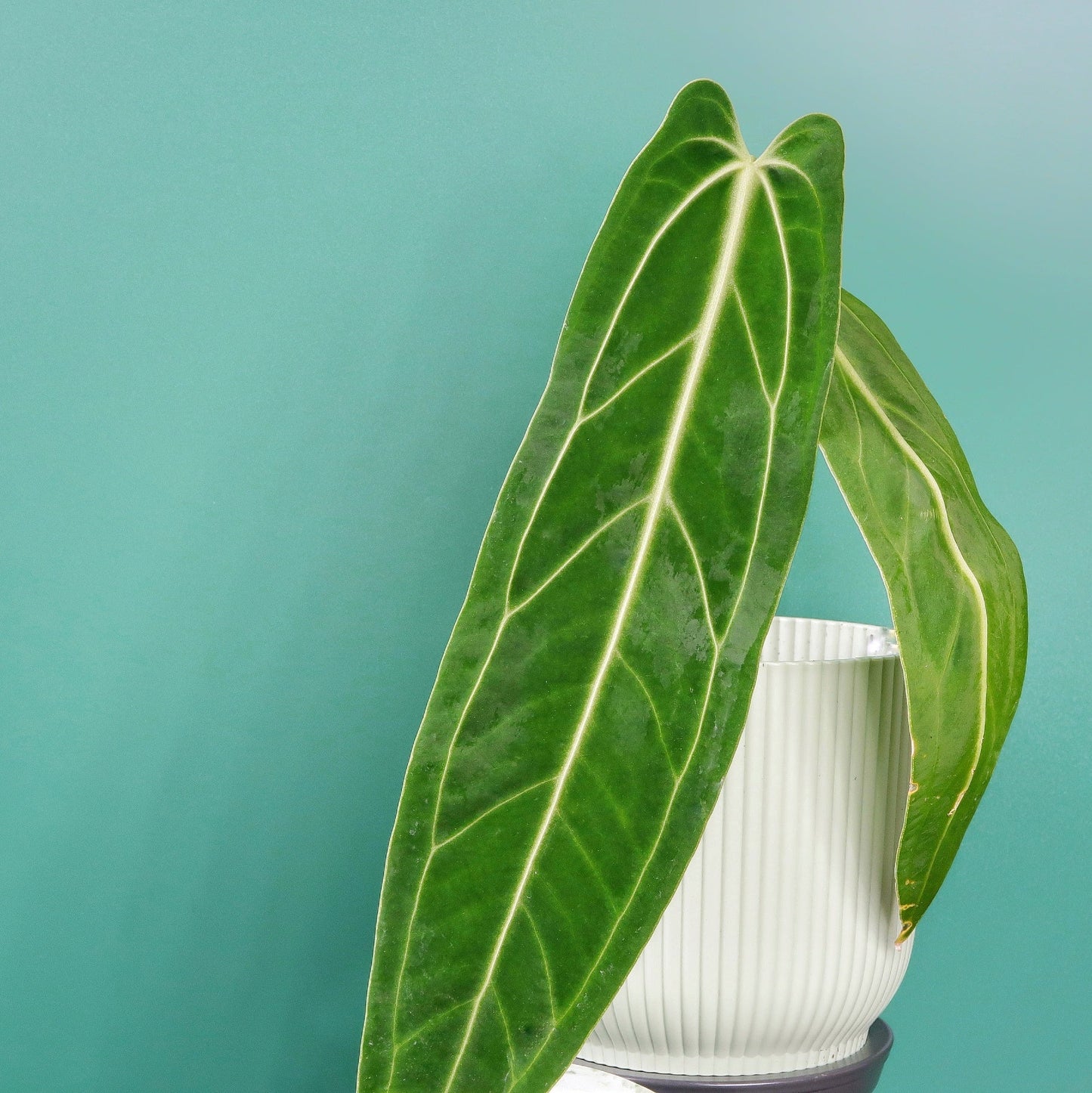 ANTHURIUM WAROCQUEANUM - potflourri