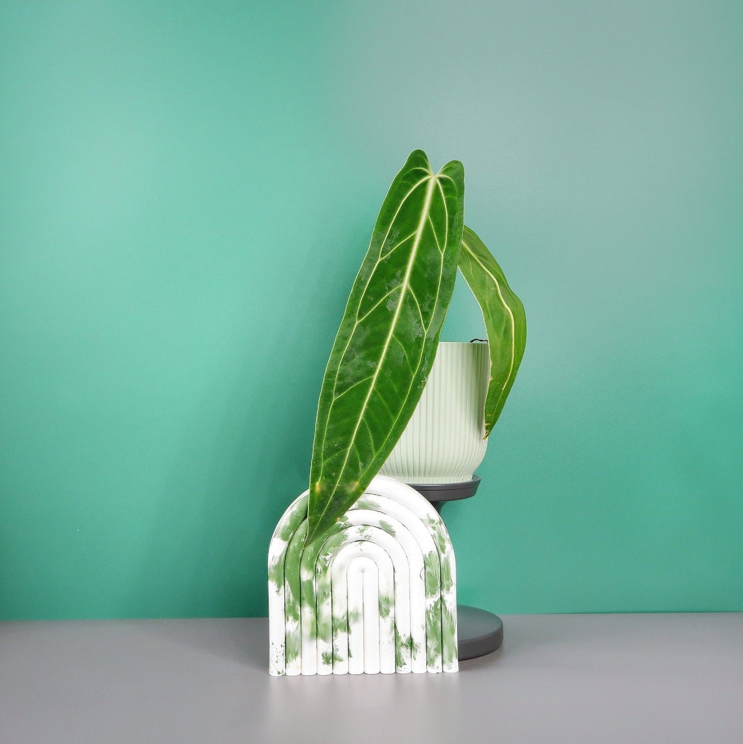 ANTHURIUM WAROCQUEANUM - potflourri