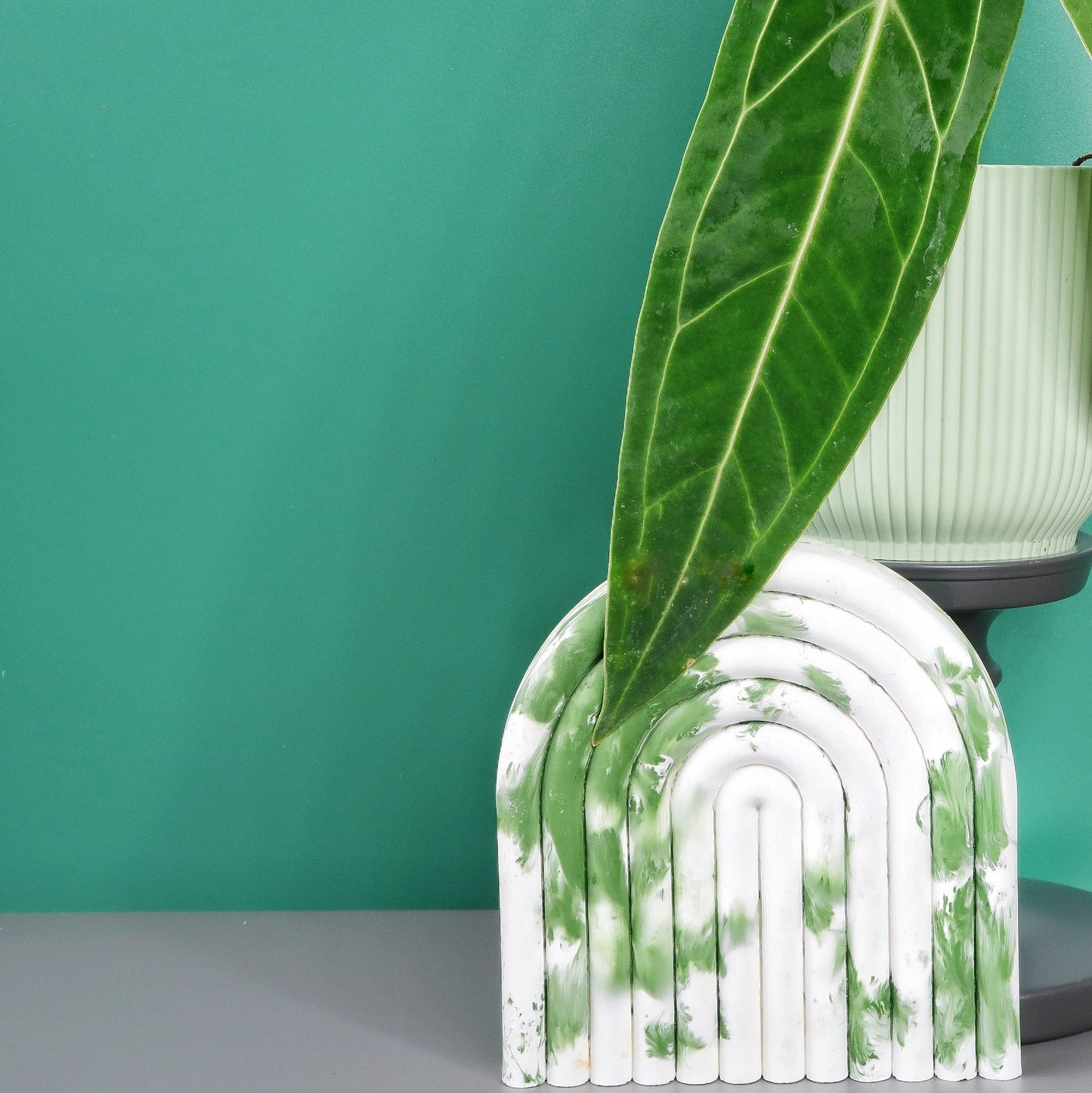ANTHURIUM WAROCQUEANUM - potflourri