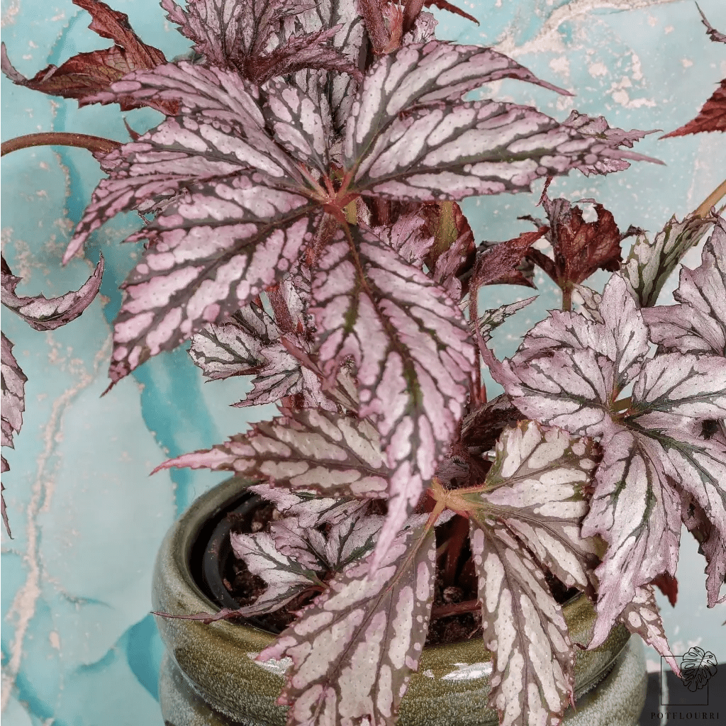 BEGONIA BENITOCHIBA online bestellen bei potflourri