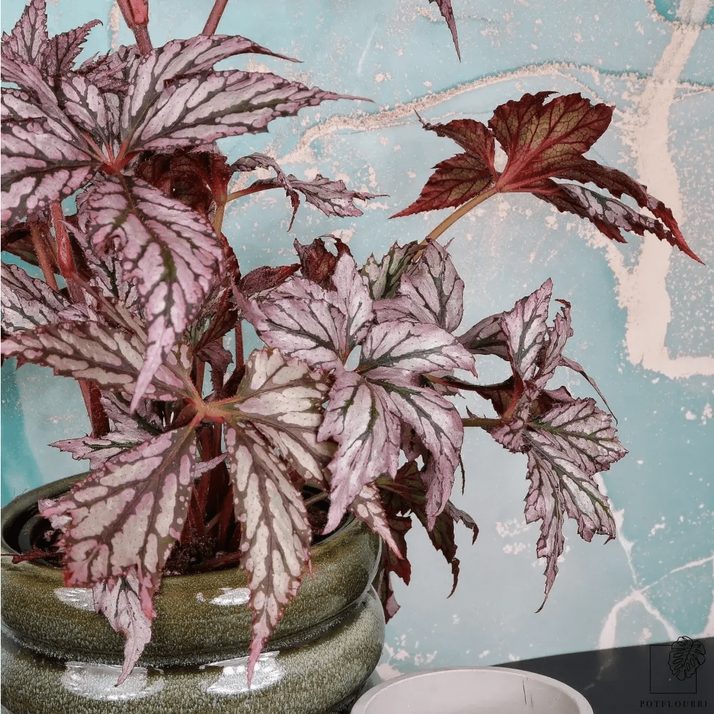 BEGONIA BENITOCHIBA - potflourri