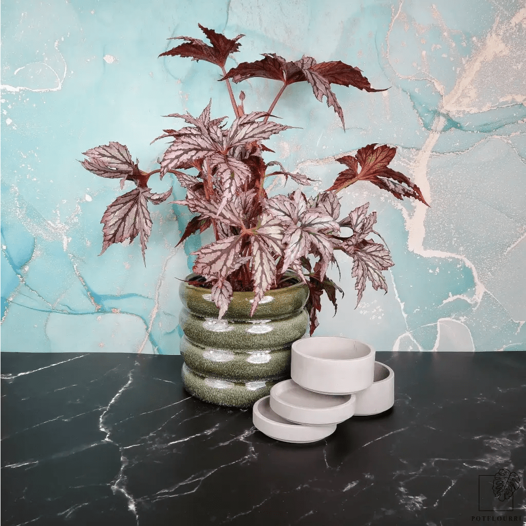 BEGONIA BENITOCHIBA - potflourri