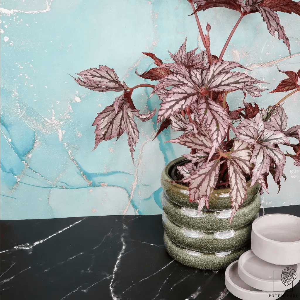 BEGONIA BENITOCHIBA - potflourri