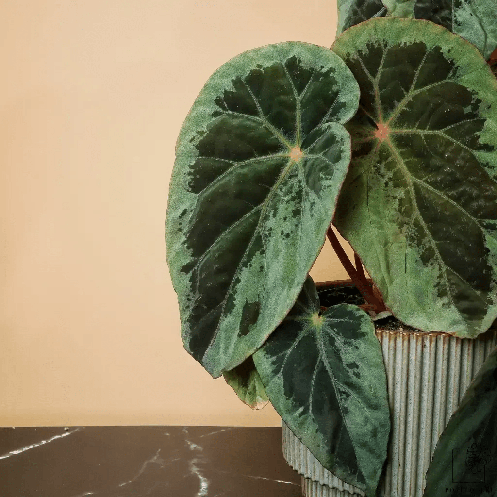 BEGONIA BURKILLII SILVER EDGE online bestellen bei potflourri