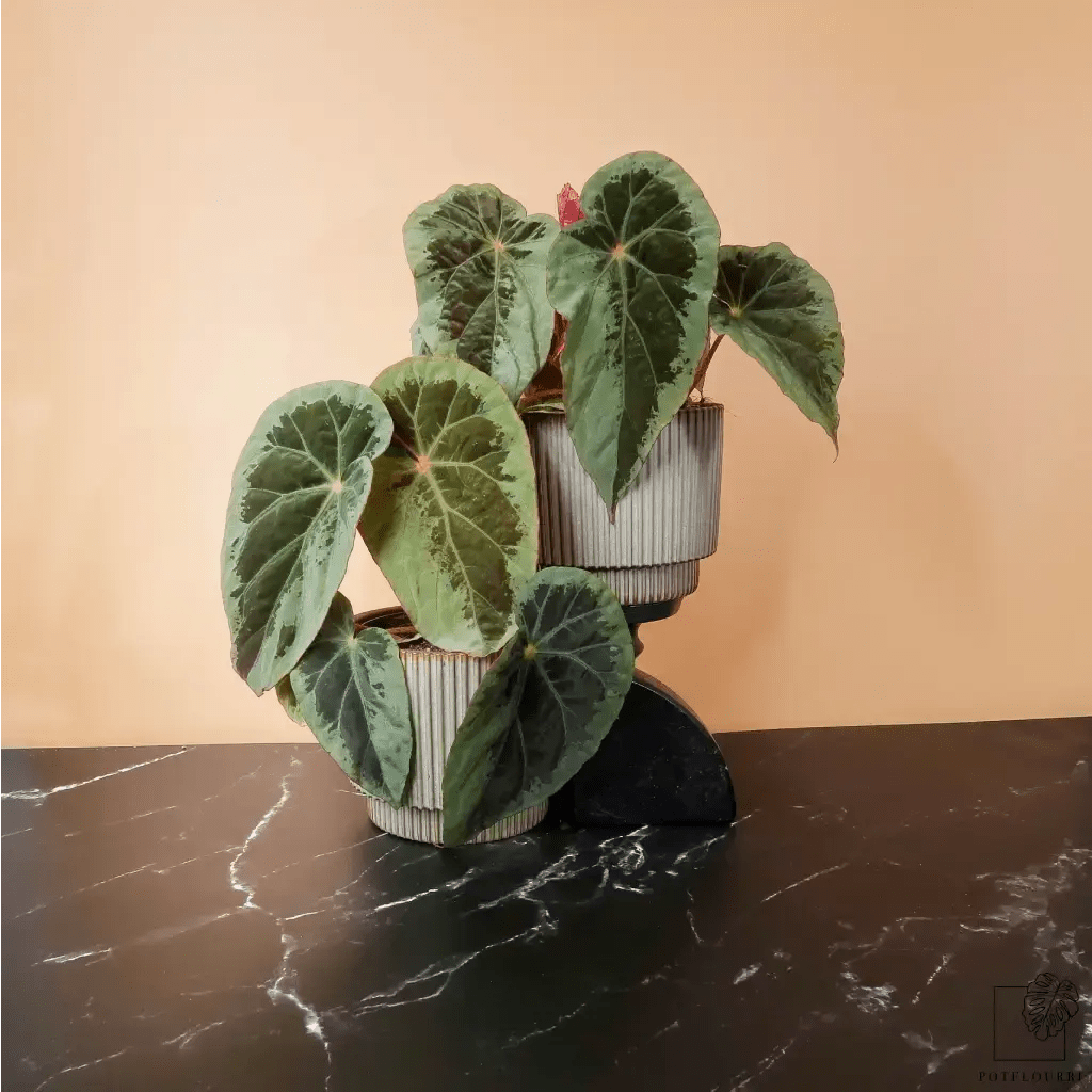 BEGONIA BURKILLII SILVER EDGE - potflourri