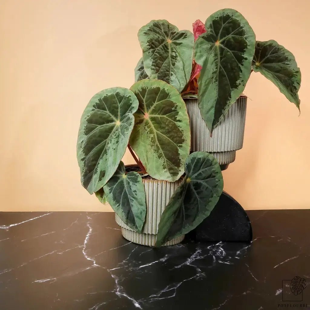 BEGONIA BURKILLII SILVER EDGE - potflourri