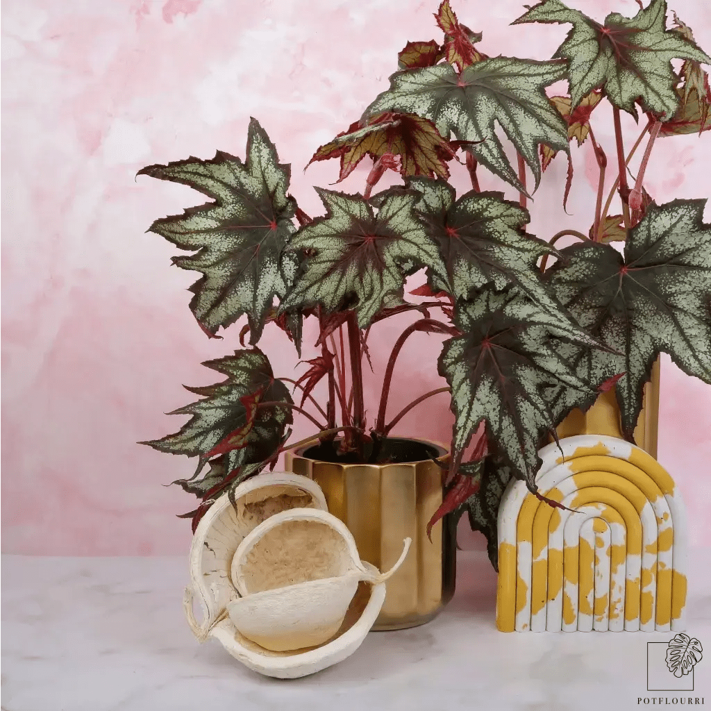 BEGONIA LITTLE BROTHER MONTGOMERY - potflourri