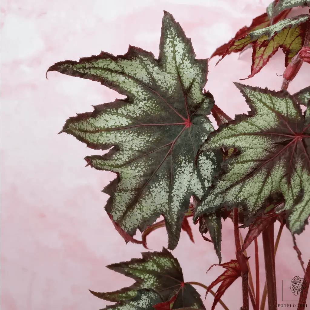 BEGONIA LITTLE BROTHER MONTGOMERY - potflourri