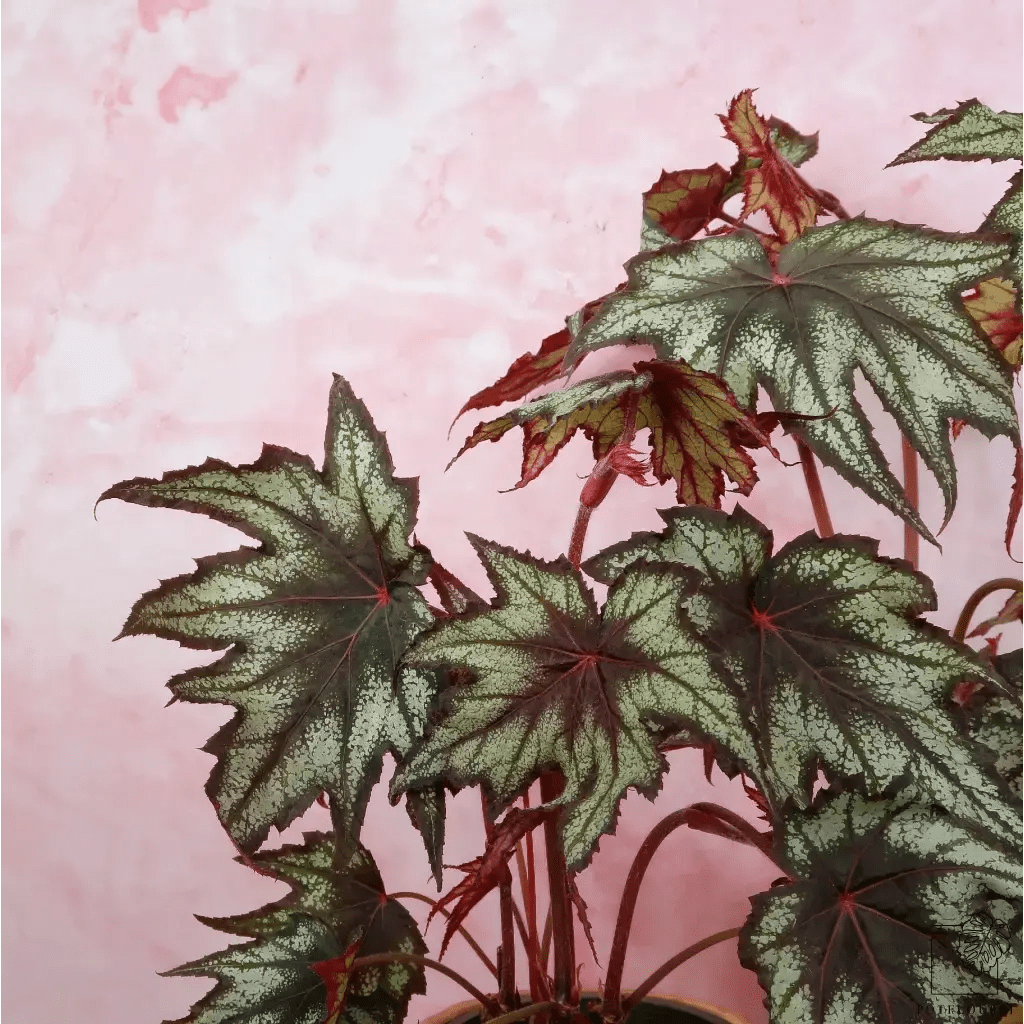 BEGONIA LITTLE BROTHER MONTGOMERY - potflourri