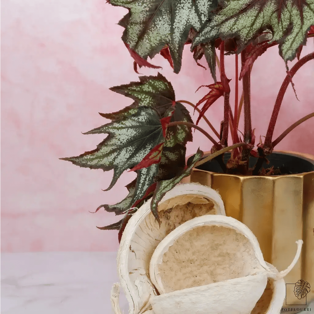 BEGONIA LITTLE BROTHER MONTGOMERY online bestellen bei potflourri