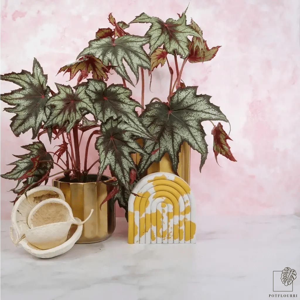 BEGONIA LITTLE BROTHER MONTGOMERY - potflourri