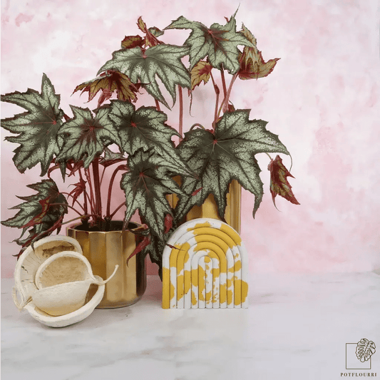 BEGONIA LITTLE BROTHER MONTGOMERY online bestellen bei potflourri