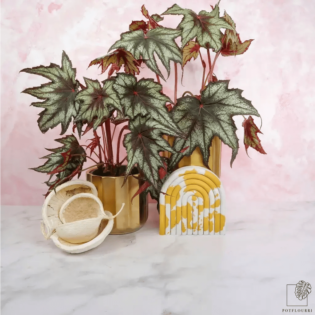 BEGONIA LITTLE BROTHER MONTGOMERY - potflourri