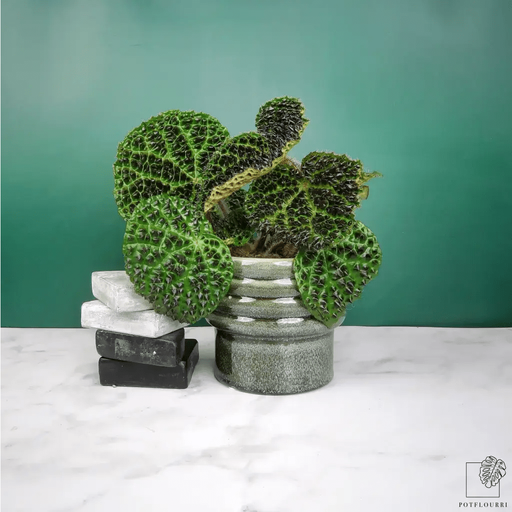 BEGONIA MELANOBULLATA - potflourri