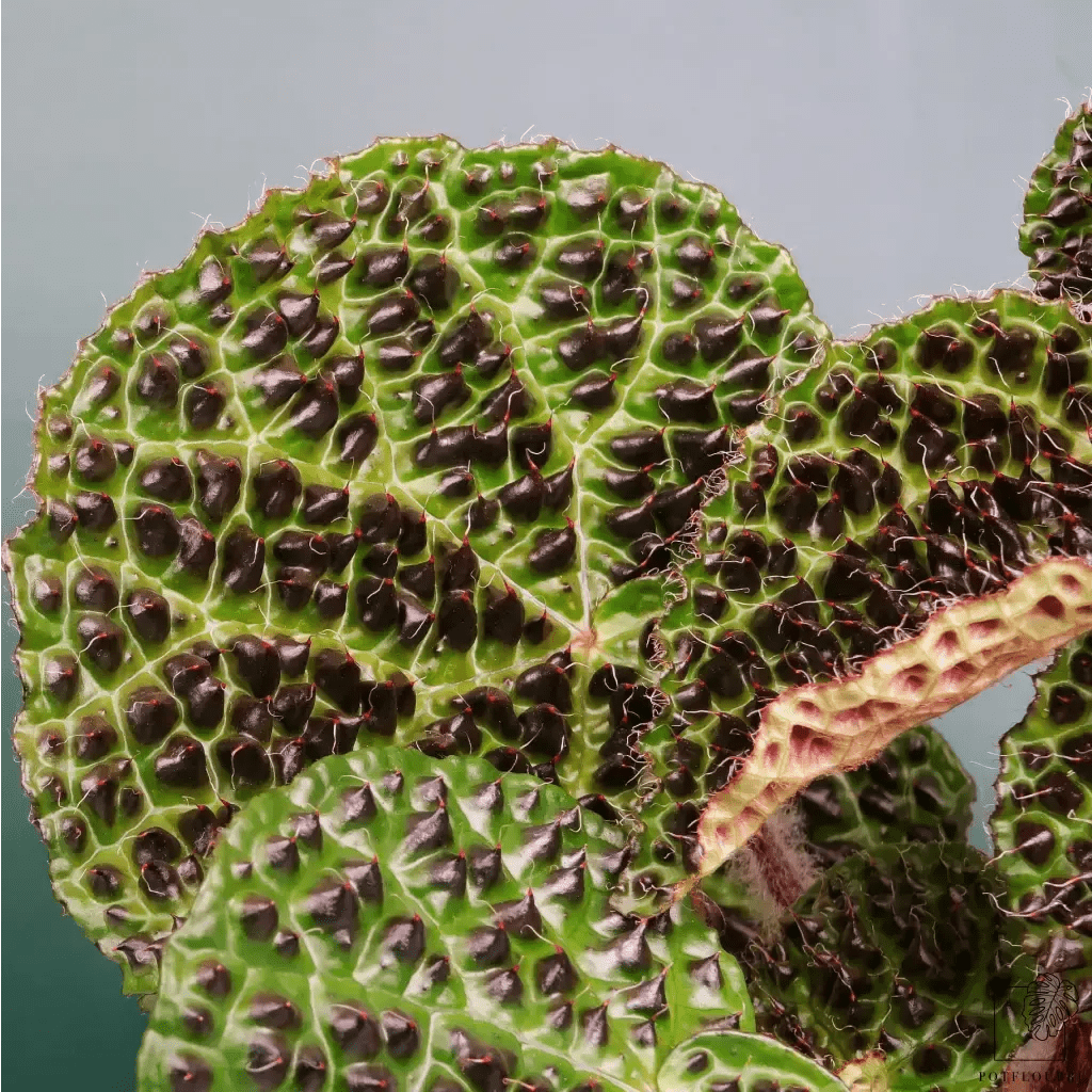 BEGONIA MELANOBULLATA - potflourri