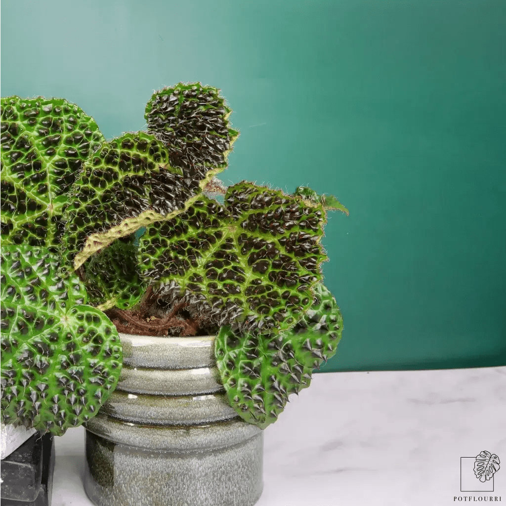 BEGONIA MELANOBULLATA online bestellen bei potflourri