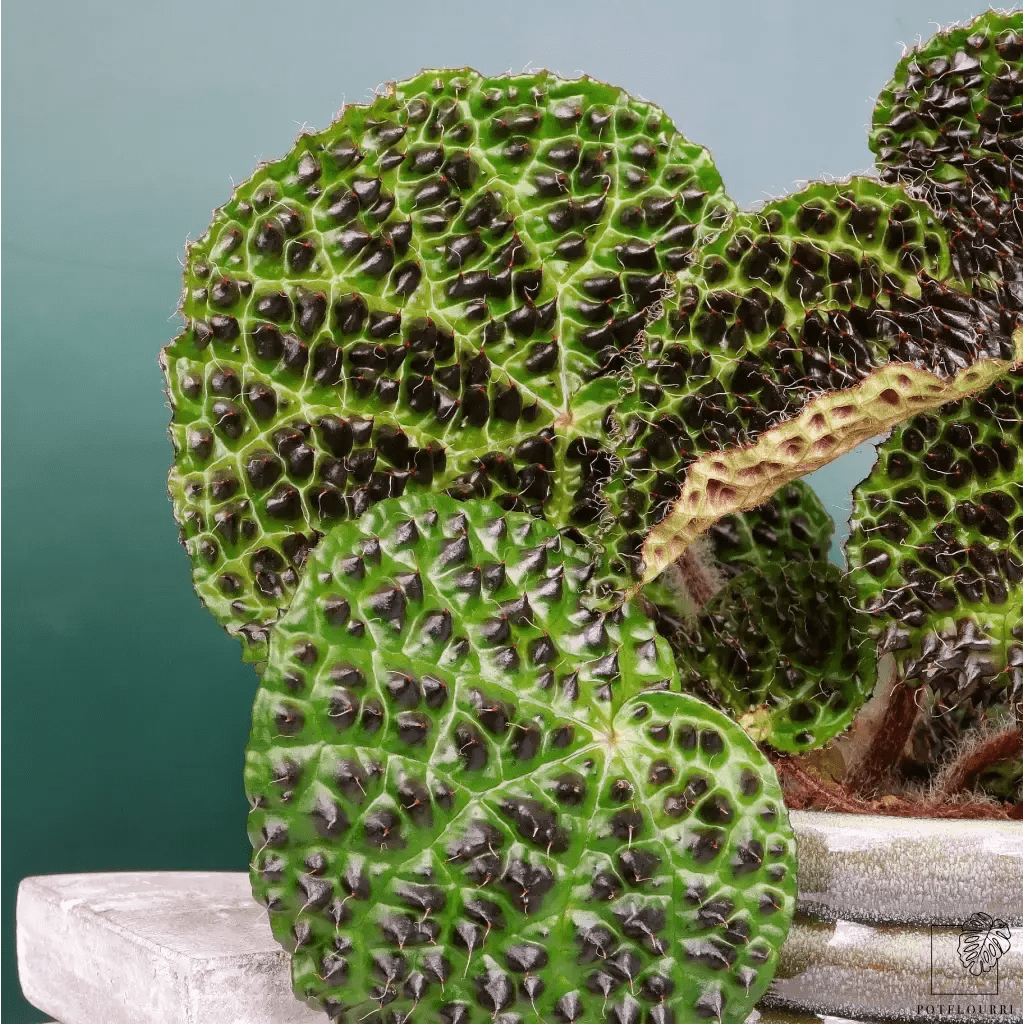 BEGONIA MELANOBULLATA - potflourri