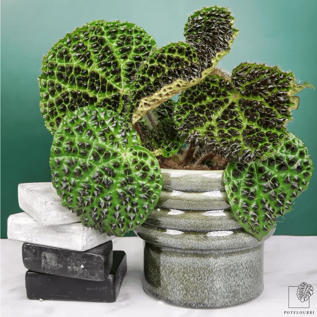 BEGONIA MELANOBULLATA - potflourri
