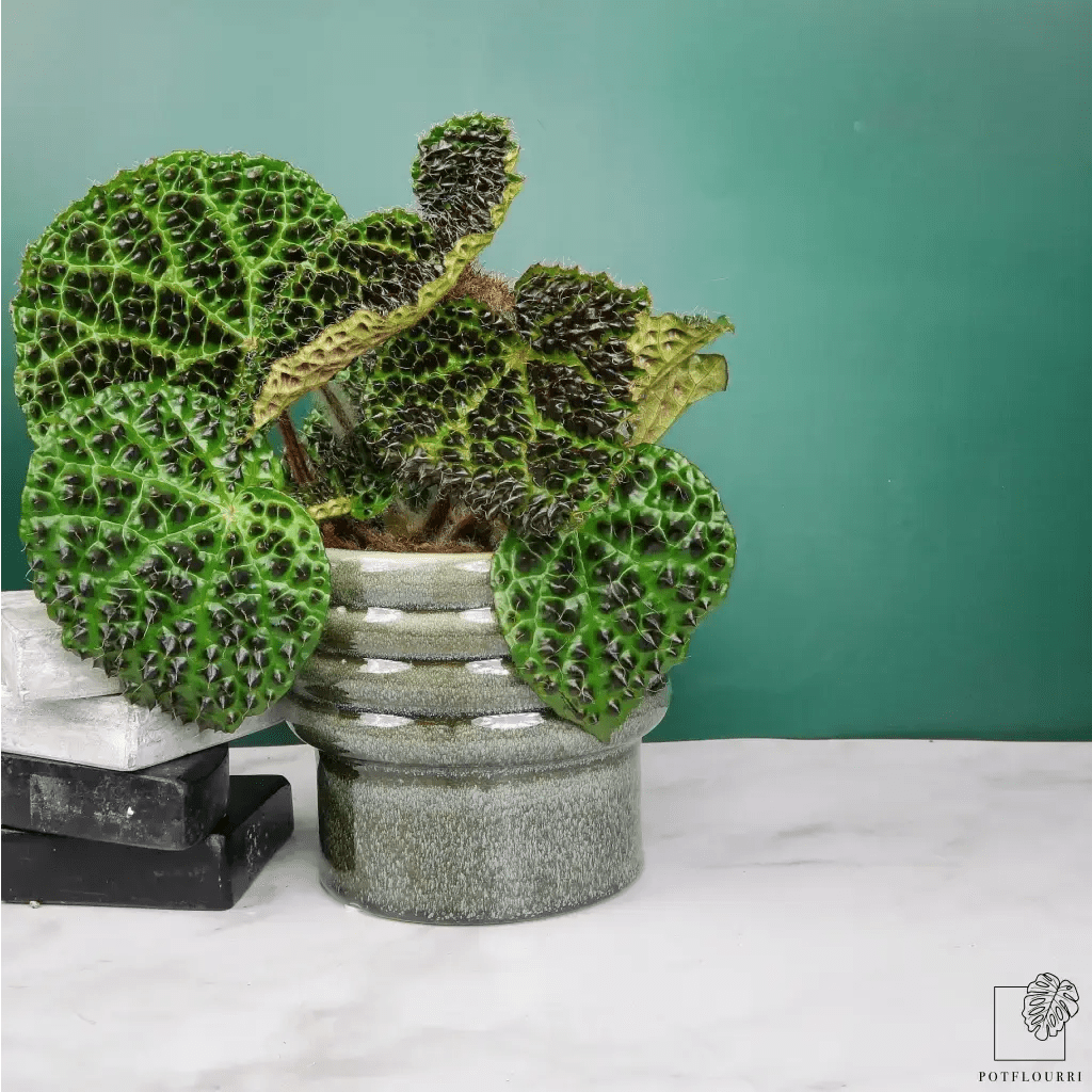 BEGONIA MELANOBULLATA - potflourri