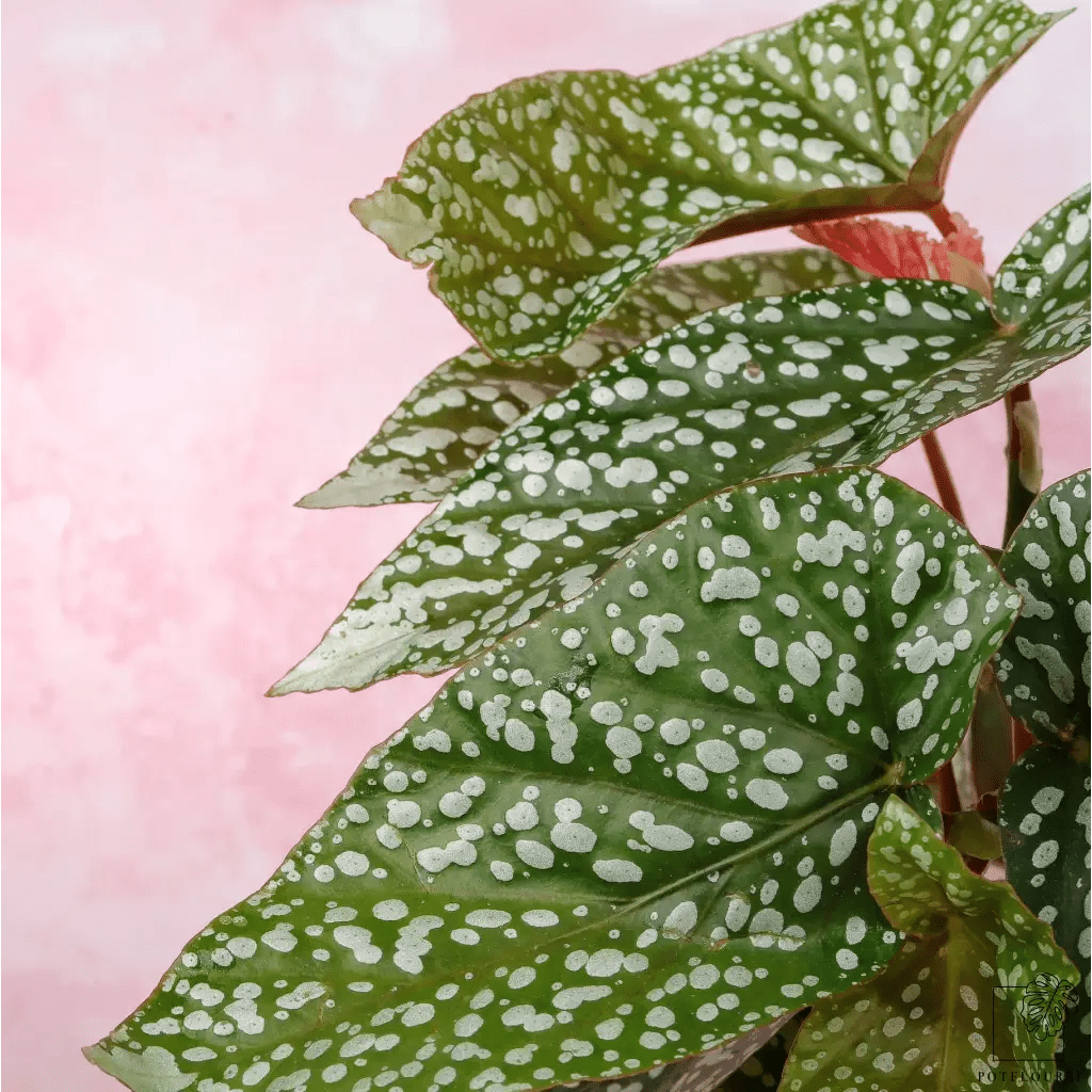 BEGONIA SNOWCAP online bestellen bei potflourri