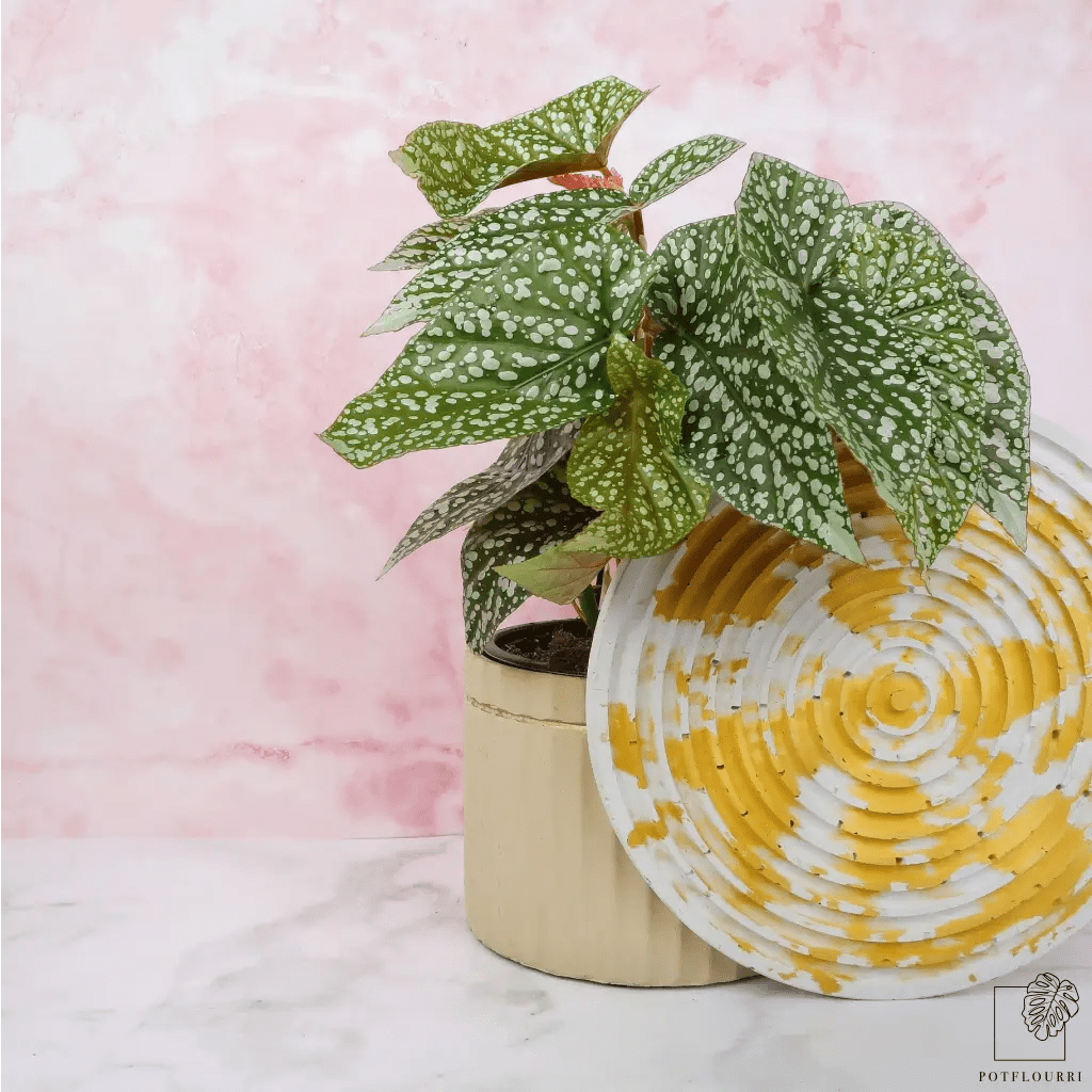 BEGONIA SNOWCAP - potflourri