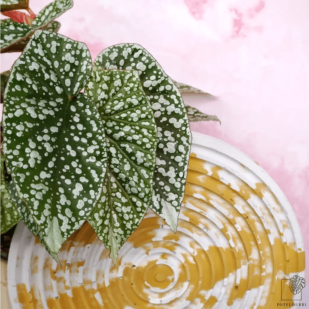 BEGONIA SNOWCAP - potflourri