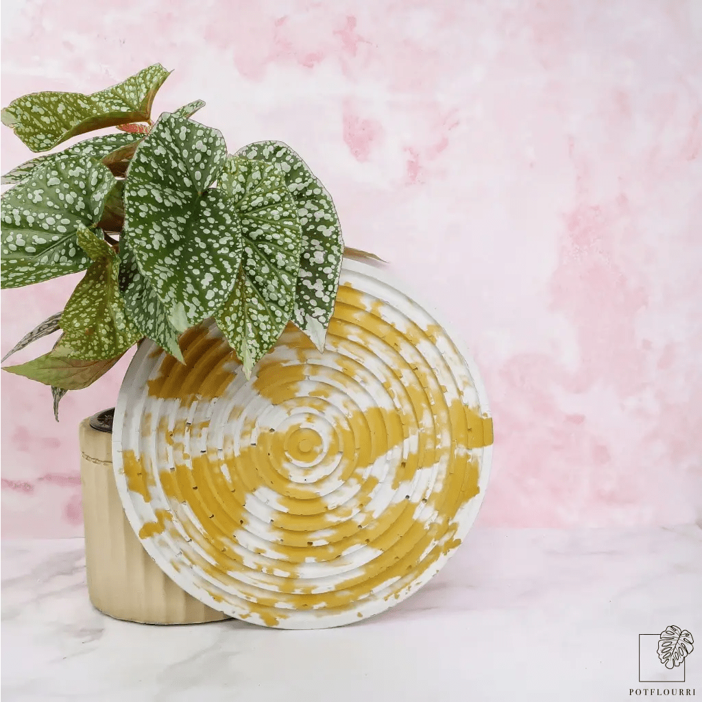 BEGONIA SNOWCAP - potflourri