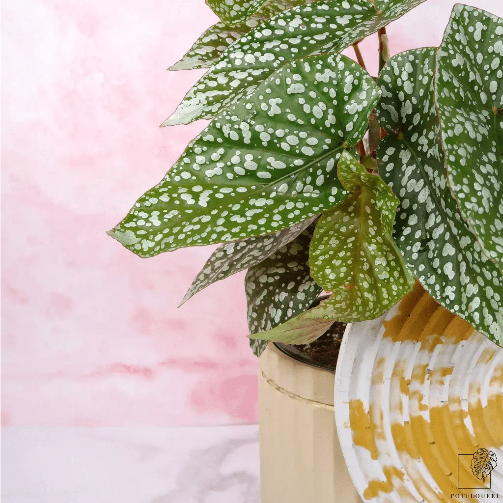 BEGONIA SNOWCAP - potflourri