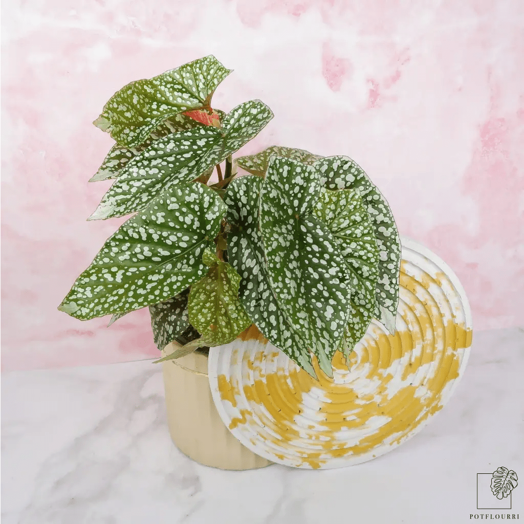 BEGONIA SNOWCAP - potflourri