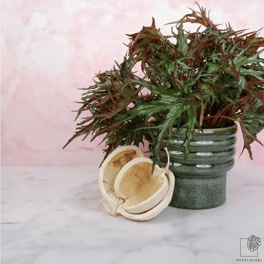 BEGONIA U614 online bestellen bei potflourri