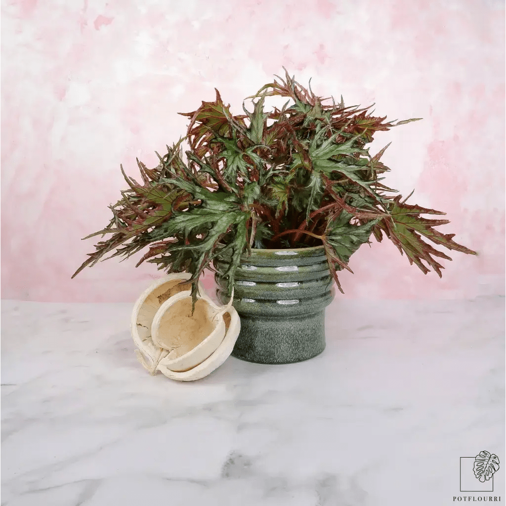 BEGONIA U614 - potflourri