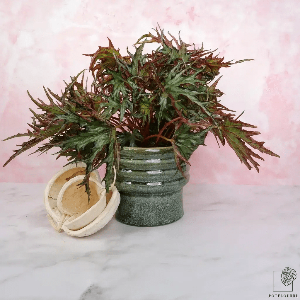 BEGONIA U614 - potflourri